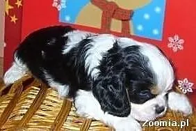 Urocze Cavaliery Cavalier