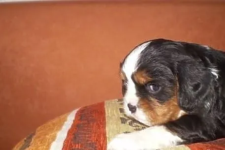 Urocze Cavaliery Cavalier