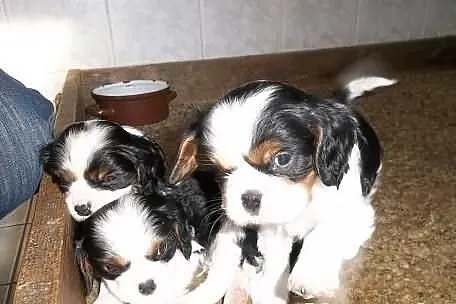 Urocze Cavaliery Cavalier