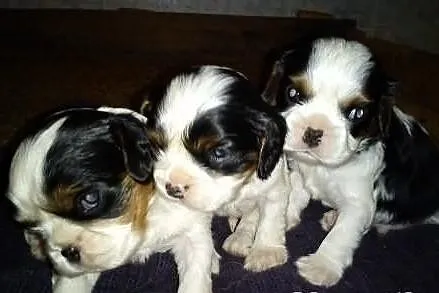 Urocze Cavaliery Cavalier