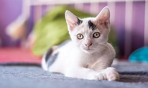 3 mies. ZJAWISKOWO EGZOTYCZNE koteczki do adopcji,