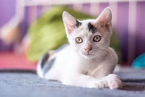 3 mies. ZJAWISKOWO EGZOTYCZNE koteczki do adopcji,
