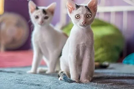 3 mies. ZJAWISKOWO EGZOTYCZNE koteczki do adopcji,