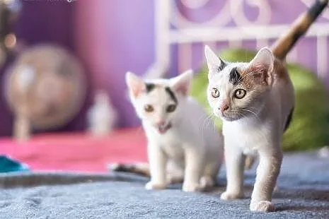 3 mies. ZJAWISKOWO EGZOTYCZNE koteczki do adopcji,
