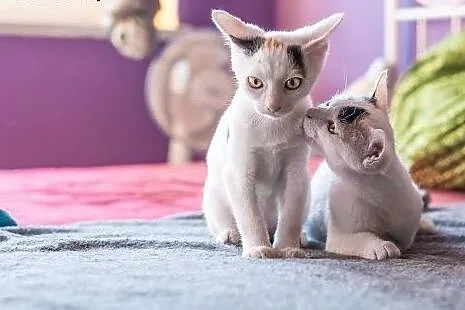 3 mies. ZJAWISKOWO EGZOTYCZNE koteczki do adopcji,