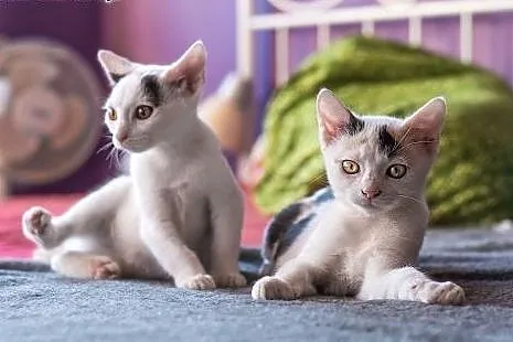3 mies. ZJAWISKOWO EGZOTYCZNE koteczki do adopcji,