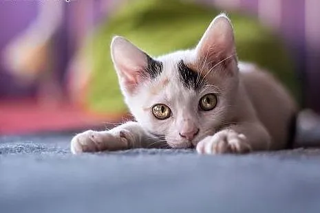 3 mies. ZJAWISKOWO EGZOTYCZNE koteczki do adopcji,