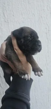 Cane Corso Piękne zarejestrowane szczenięta na sprzedaż, Mazowieckie, Warszawa