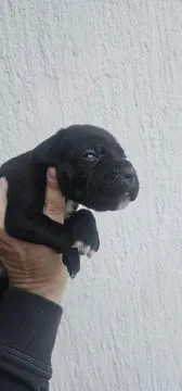 Cane Corso Piękne zarejestrowane szczenięta na sprzedaż, Mazowieckie, Warszawa