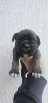 Cane Corso Piękne zarejestrowane szczenięta na sprzedaż, Mazowieckie, Warszawa