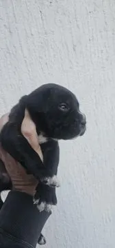 Cane Corso Piękne zarejestrowane szczenięta na sprzedaż, Mazowieckie, Warszawa