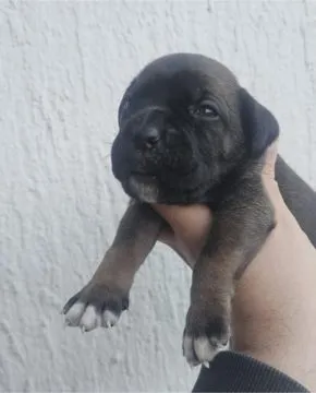 Cane Corso Piękne zarejestrowane szczenięta na sprzedaż, Mazowieckie, Warszawa