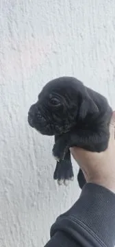 Cane Corso Piękne zarejestrowane szczenięta na sprzedaż, Mazowieckie, Warszawa