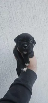 Cane Corso Piękne zarejestrowane szczenięta na sprzedaż, Mazowieckie, Warszawa
