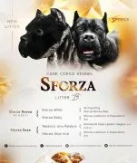 Cane Corso Piękne zarejestrowane szczenięta na sprzedaż