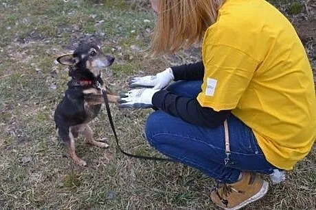 Kangurek - bardzo ufny i delikatny okruszek PILNIE