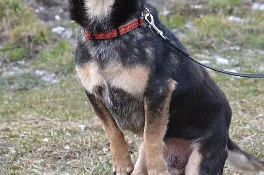 Kangurek - bardzo ufny i delikatny okruszek PILNIE