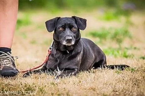 OTOZ Animals - Dipsi - mała i kochana ale przestra