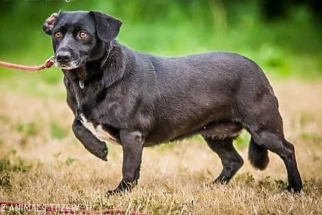 OTOZ Animals - Dipsi - mała i kochana ale przestra