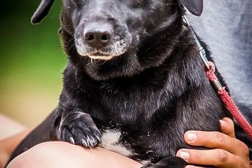 OTOZ Animals - Dipsi - mała i kochana ale przestra
