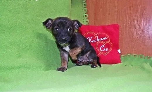 Trzy malutkie pieski,mix pinczerka,adopcja!!, świ