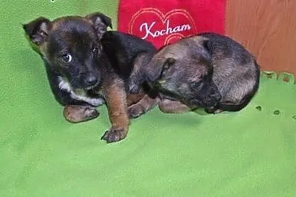 Trzy malutkie pieski,mix pinczerka,adopcja!!,  świ