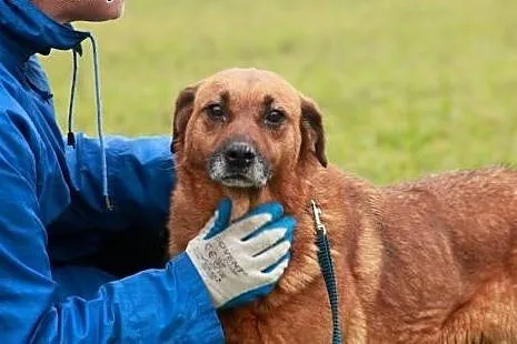 Dorka bardzo źle znosi pobyt w schronisku daj jej 