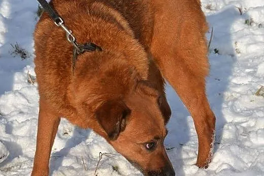 Dorka bardzo źle znosi pobyt w schronisku daj jej 