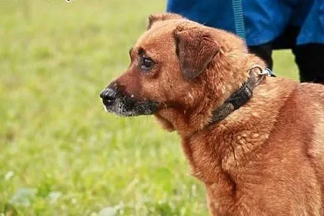 Dorka bardzo źle znosi pobyt w schronisku daj jej 