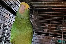 Amazonki Oratrix