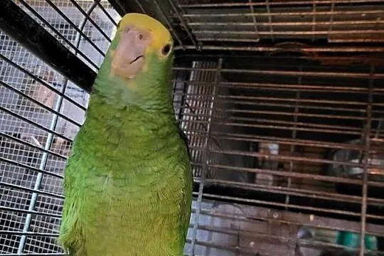 Amazonki Oratrix