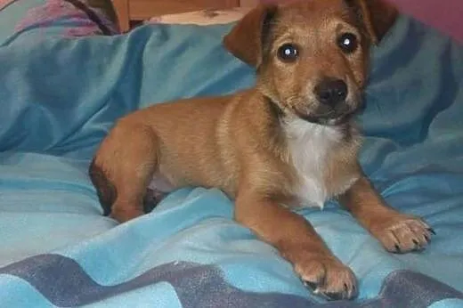 Maleńka 3 miesięczna sunia znaleziona przez dzieci