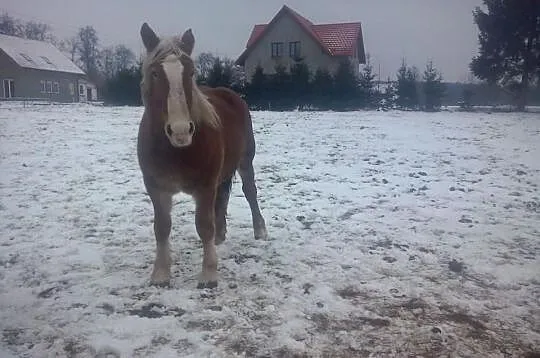 Sprzedam konia