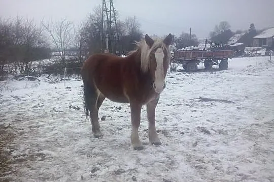 Sprzedam konia