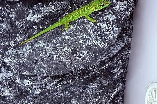 Felsuma madagaskarska felsumy madagaskarskie Tczew, Pomorskie, Tczew