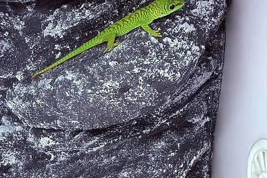 Felsuma madagaskarska felsumy madagaskarskie Tczew, Pomorskie, Tczew