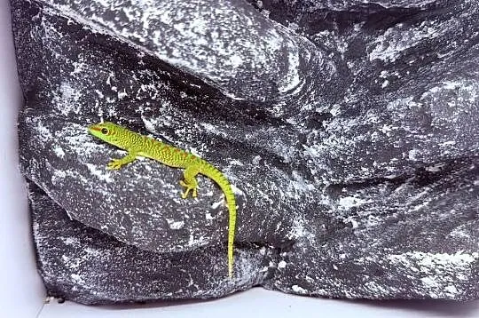 Felsuma madagaskarska felsumy madagaskarskie Tczew, Pomorskie, Tczew