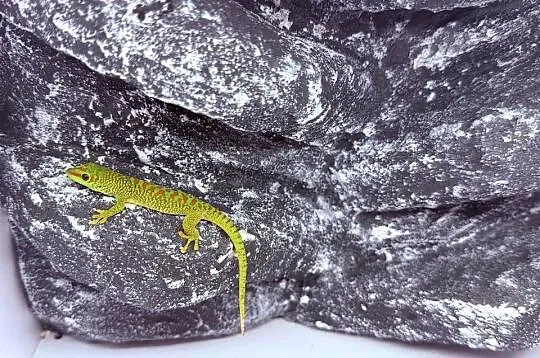 Felsuma madagaskarska felsumy madagaskarskie Tczew, Pomorskie, Tczew