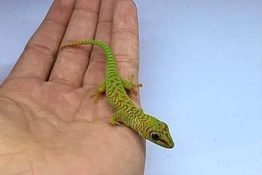 Felsuma madagaskarska felsumy madagaskarskie Tczew, Pomorskie, Tczew