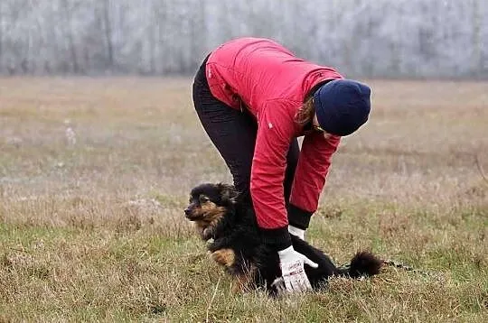 DRUPI mały, wesoły