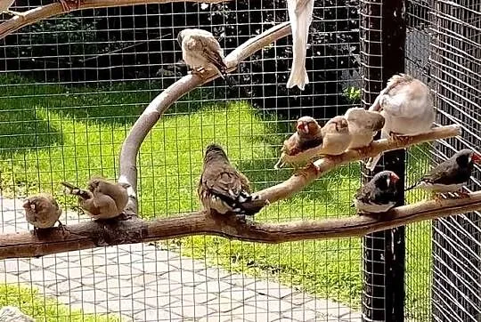Ptaki z woliery zewnętrznej, Pomorskie, Kościerzyna