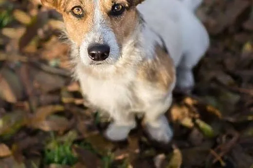Młodziutki, terierkowaty Rudolf, wesoły malec do adopcji!,  Kundelki cała Polska