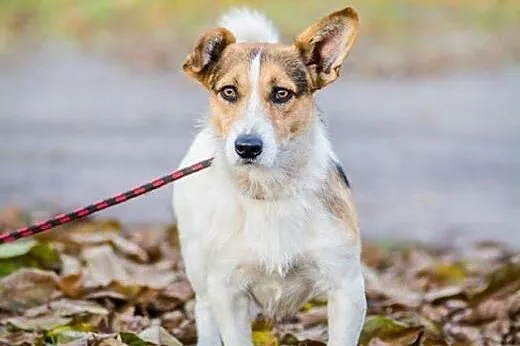 Młodziutki, terierkowaty Rudolf, wesoły malec do a