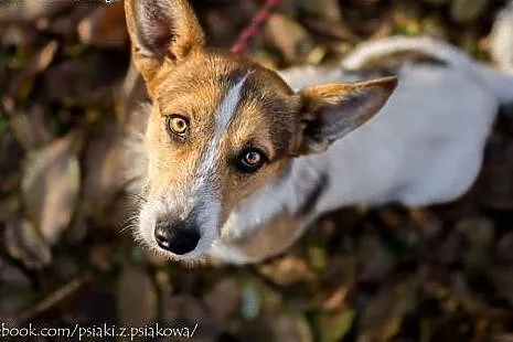 Młodziutki, terierkowaty Rudolf, wesoły malec do a