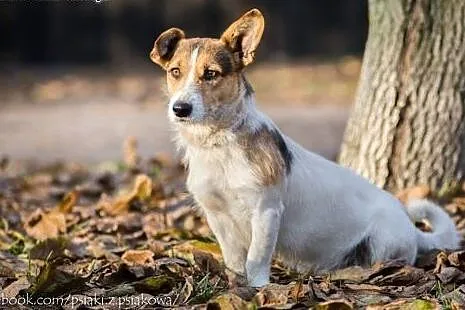 Młodziutki, terierkowaty Rudolf, wesoły malec do a