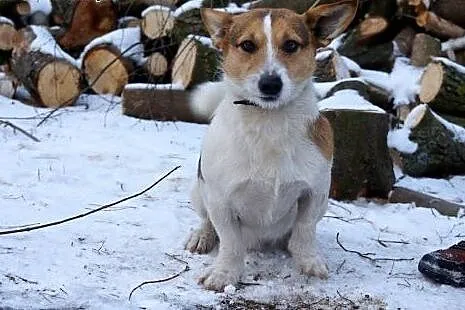 Młodziutki, terierkowaty Rudolf, wesoły malec do a