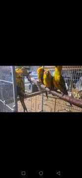 Konura Słoneczna Konury Słoneczne 2024r DNA Wybarwione, , Poznań