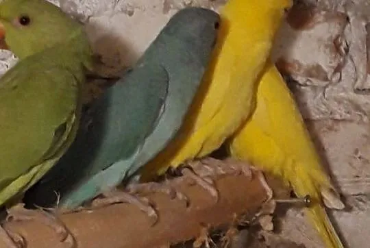 Ptaki papugi, Jastrzębie-Zdrój