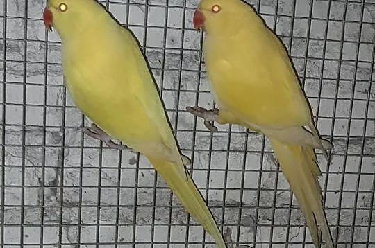 Ptaki papugi, Jastrzębie-Zdrój