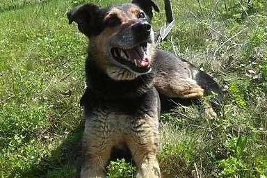 Wspaniały piesek szuka domku!!,  śląskie Zawiercie